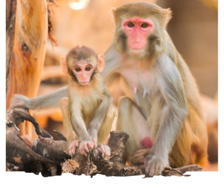 Rhesus Mocaque thumbnail